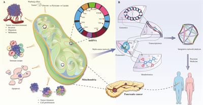 Illuminating the immunological landscape: mitochondrial gene defects in pancreatic cancer through a multiomics lens